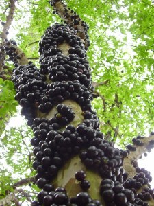 Jaboticaba tree